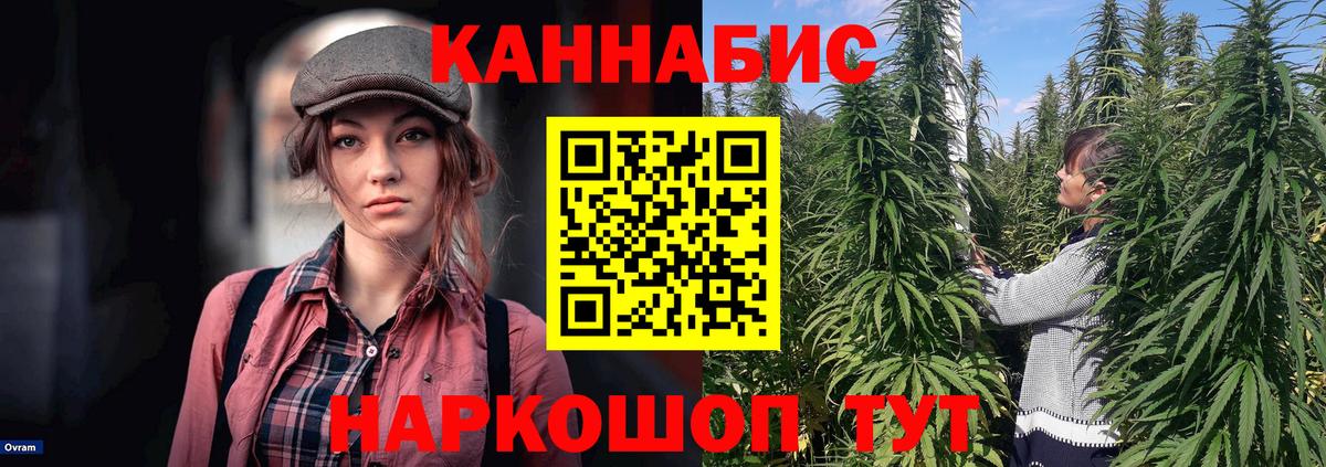 Каннабис сатива Гулькевичи